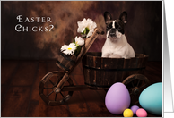 What Easter Chicks? card