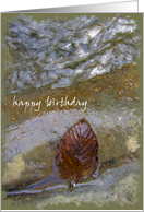 Rust Leaf On Rock In Creek - Happy Birthday - Blank Inside card
