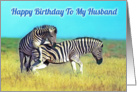 Happy birthday to my husband, two funny playing zebras card