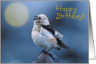 Happy birthday,bird’s song sunrise card