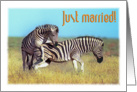 Just married, playing zebras in africa savannah card