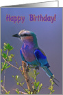 Happy Birthday, Lilac-breasted Roller card