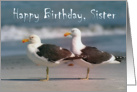 Happy Birthday, Sister, Two gulls card