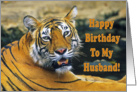 Happy Birthday To My Husband, portrait bengal tiger card
