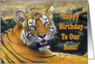 Happy Birthday To Our Boss, portrait Bengal tiger card