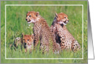 Cheetah cubs card