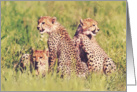 Cheetah cubs card