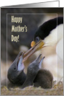 Happy Mother’s Day, Blue-eyed Cormorant with two chicks card