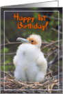 Happy 1st Birthday, funny chick in nest card