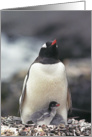 Penguin with two chicks card