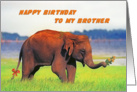 Happy birthday To My Brother, Elephant card