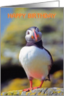 Happy birthday , Portrait funny puffin card