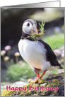 Happy birthday, funny puffin with grass in beak card