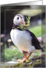 Funny puffin with grass in beak card