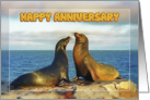 Happy Anniversary, Two funny fur seals card