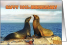 Happy 10th Anniversary, Two funny fur seals card