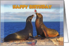 Happy Birthday, Two funny fur seals card