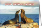 Happy Bithday, Brother Two funny fur seals card