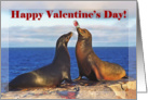 Happy Valentine’s Day, Two funny fur seals card