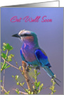 Get Well Soon, Song Bird on Branch card