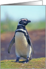 Blank Note Card, Galapagos penguin card