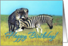 Happy Birthday, Two funny zebras card