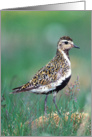 Golden Plover card