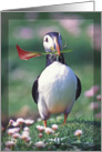 Puffin with flower Any Occasion Blank card