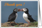 Thank you card, Kissing Puffins card