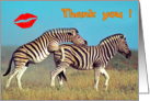 Thank you card, two funny zebras card