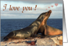 I love you card, two fur seals card