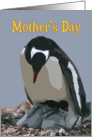 Mother’s Day Mom, Mother Penguin with Two Chicks card