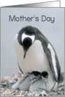 Mother’s Day Mom, Mother Penguin with Two Chicks card