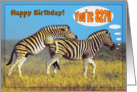 Happy birthday card zebras card