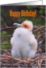 Happy birthday,Chick great frigatebird on the nest Card