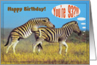Happy 93rd Birthday card,Two playing zebras card