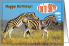 Happy 96th Birthday card,Two playing zebras card