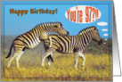 Happy 97th Birthday card,Two playing zebras card