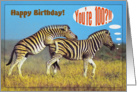 Happy 100th Birthday card,Two playing zebras card
