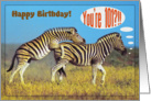 Happy 101st Birthday card,Two playing zebras card