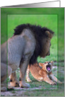 Male lion with cub card