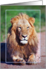 Male lion card