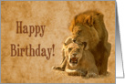Happy Birthday ,Stud, Male and Female Lions card