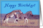 Happy Birthday card, two zebras in love card