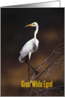 Great white egret on the branch card