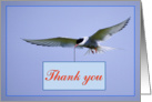Thank you card, sea gull in flight card