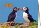 Hello greeting card, two funny puffins card