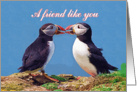 Friendship greeting card, two funny puffins card