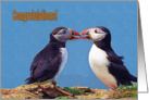 Congratulations greeting card, two funny puffins card