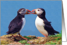 Two funny puffins Card